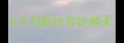 6个月的比你比熊犬