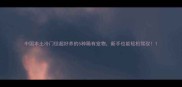 中国本土冷门但超好养的5种稀有宠物新手也能轻松驾驭