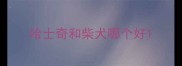 哈士奇和柴犬哪个好
