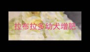 拉布拉多幼犬增肥