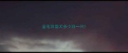 金毛导盲犬多少钱一只
