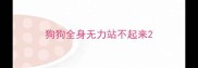 狗狗全身无力站不起来