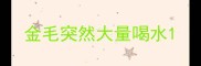 金毛突然大量喝水