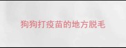 狗狗打疫苗的地方脱毛