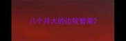 八个月大的边牧智商