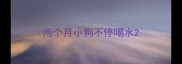 两个月小狗不停喝水