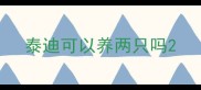 泰迪可以养两只吗