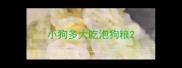 小狗多大吃泡狗粮