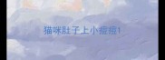 猫咪肚子上小痘痘
