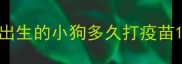 出生的小狗多久打疫苗