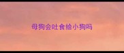 母狗会吐食给小狗吗