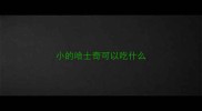 小的哈士奇可以吃什么