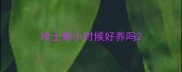哈士奇小时候好养吗