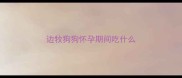 边牧狗狗怀孕期间吃什么