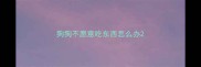 狗狗不愿意吃东西怎么办