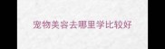 宠物美容去哪里学比较好