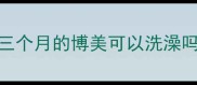 三个月的博美可以洗澡吗
