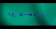2个月哈士奇没针毛