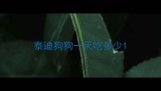 泰迪狗狗一天吃多少