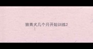 狼青犬几个月开始训练