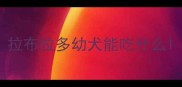 拉布拉多幼犬能吃什么