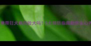 边牧携带狂犬病风险大吗5大预防指南助你安心养宠