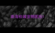 南海桂城宠物医院