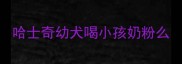 哈士奇幼犬喝小孩奶粉么