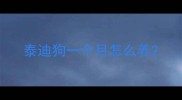 泰迪狗一个月怎么养