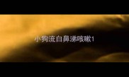 小狗流白鼻涕咳嗽