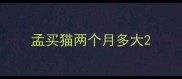 孟买猫两个月多大