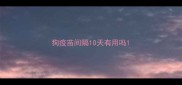 狗疫苗间隔10天有用吗