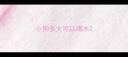 小狗多大可以喝水