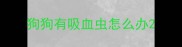 狗狗有吸血虫怎么办