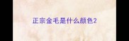 正宗金毛是什么颜色