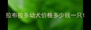 拉布拉多幼犬价格多少钱一只