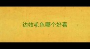 边牧毛色哪个好看