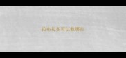 拉布拉多可以教哪些