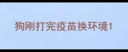 狗刚打完疫苗换环境