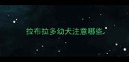 拉布拉多幼犬注意哪些