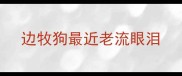 边牧狗最近老流眼泪