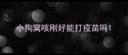 小狗窝咳刚好能打疫苗吗