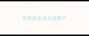 拉布拉多幼犬放箱子