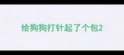 给狗狗打针起了个包