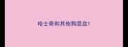 哈士奇和其他狗混血