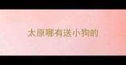 太原哪有送小狗的