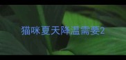 猫咪夏天降温需要