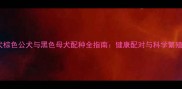 边境牧羊犬棕色公犬与黑色母犬配种全指南健康配对与科学繁殖注意事项