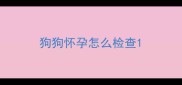 狗狗怀孕怎么检查