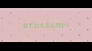 金毛幼犬怎么呵护